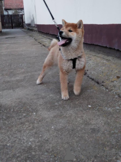 Photo №4. I will sell shiba inu in the city of Zrenjanin.  - price - 370$