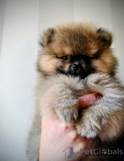 Photo №1. non-pedigree dogs - for sale in the city of Tbilisi | negotiated | Announcement № 163156
