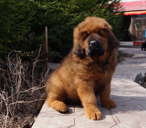 Photo №1. tibetan mastiff - for sale in the city of Samara | Is free | Announcement № 6637