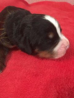 Photo №3. Open reservations for puppies Bernese Mountain Dog. Russian Federation
