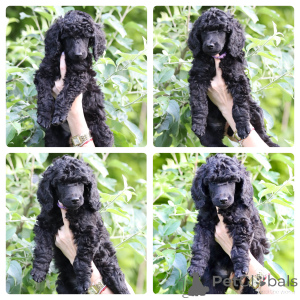Photo №1. poodle (royal) - for sale in the city of Trier | negotiated | Announcement № 142245