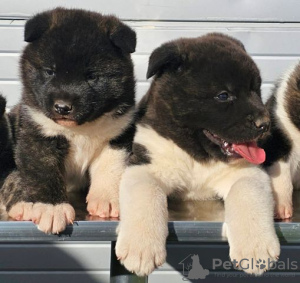 Additional photos: American Akita, puppies