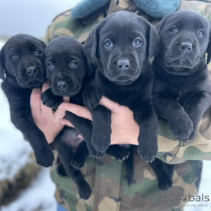 Photo №2 to announcement № 43013 for the sale of labrador retriever - buy in Belarus private announcement, breeder