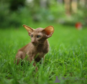 Photo №1. oriental shorthair - for sale in the city of Celle | 361$ | Announcement № 177602