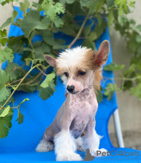 Additional photos: Chinese crested puppies