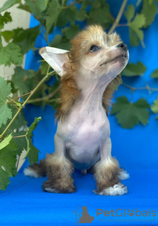 Photo №2 to announcement № 111491 for the sale of chinese crested dog - buy in Serbia breeder