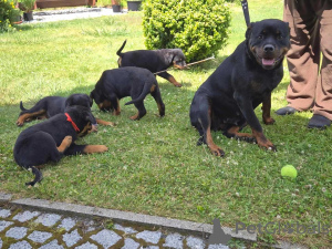 Photo №1. rottweiler - for sale in the city of Berlin | 537$ | Announcement № 159619