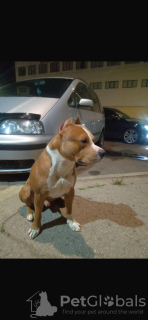 Photo №4. I will sell american staffordshire terrier in the city of Kishinev. private announcement - price - 471$