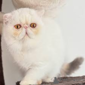 Photo №4. I will sell exotic shorthair in the city of Brussels. private announcement, breeder - price - 516$