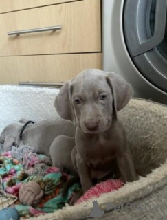Photo №1. weimaraner - for sale in the city of Antwerp | negotiated | Announcement № 169649