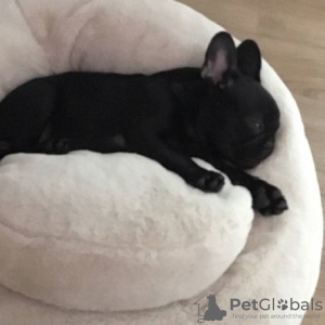 Photo №1. french bulldog - for sale in the city of Charlotte | 300$ | Announcement № 76489