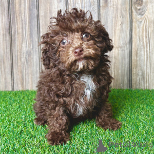 Photo №1. poodle (toy) - for sale in the city of Basel | 413$ | Announcement № 167877
