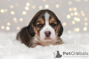 Photo №3. Beagle puppies. Russian Federation