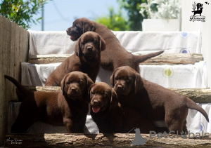 Photo №1. labrador retriever - for sale in the city of Čelarevo | negotiated | Announcement № 114046