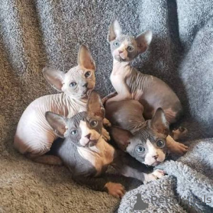 Photo №1. sphynx cat - for sale in the city of Krakow | 413$ | Announcement № 173292