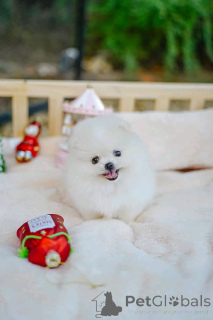 Photo №3. Our new litter is available and ready for adoption They are all loving and comes. United States