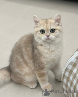 Photo №2 to announcement № 175094 for the sale of british shorthair - buy in Germany breeder