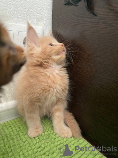 Photo №3. Maine Coon kittens. Russian Federation