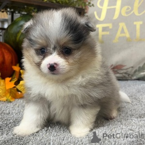 Photo №1. pomeranian - for sale in the city of Baumholder | 329$ | Announcement № 152926