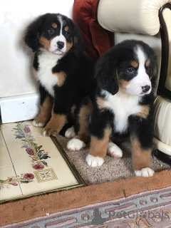 Photo №3. Bernese Mountain Dog Puppies. Sweden