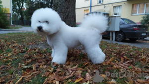 Additional photos: Adorable Bichon Frize puppies ready to move into a new home