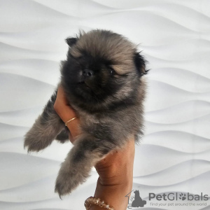 Photo №3. Pomeranian Spitz male puppy. Serbia