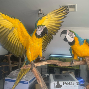 Photo №3. I have a baby flame I'm feeding and will be looking for a new home soon.and I'm. Australia