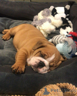 Photo №3. Englische Bulldoggenwelpen zur Adoption verfügbar. Germany