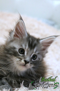 Photo №2 to announcement № 13500 for the sale of maine coon - buy in Russian Federation private announcement, from nursery, breeder