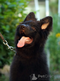 Photo №3. Beautiful dsh German Shepherd puppies.. Egypt