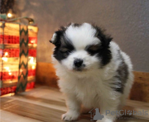Photo №1. pomeranian - for sale in the city of Uster | negotiated | Announcement № 17408