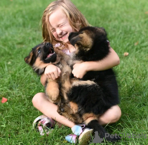 Photo №2 to announcement № 120780 for the sale of german shepherd - buy in Germany private announcement