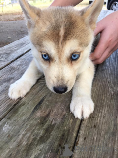 Photo №4. I will sell siberian husky in the city of Chambéry. private announcement - price - 754$