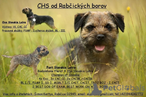 Photo №1. border terrier - for sale in the city of Rabczyca | 845$ | Announcement № 50873