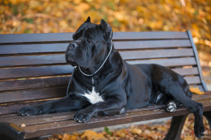 Additional photos: Very Breed Cane Corso