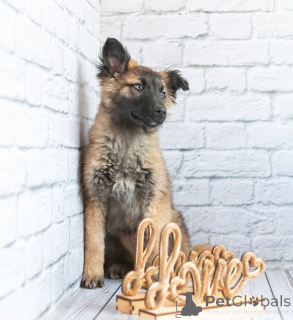 Photo №3. Michelle is an active little bear in good caring hands!. Russian Federation