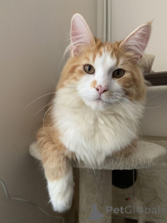 Photo №2 to announcement № 157338 for the sale of maine coon - buy in Germany from the shelter, breeder