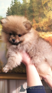 Photo №4. I will sell  in the city of Minsk. private announcement - price - 320$