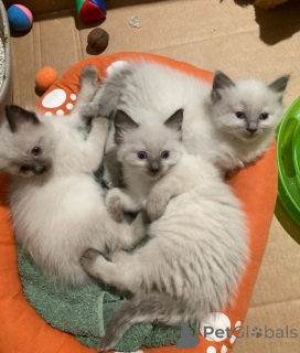 Photo №1. ragdoll - for sale in the city of Erre | negotiated | Announcement № 168303
