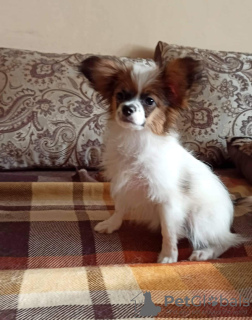 Photo №1. papillon dog - for sale in the city of Szczecin | 988$ | Announcement № 24455