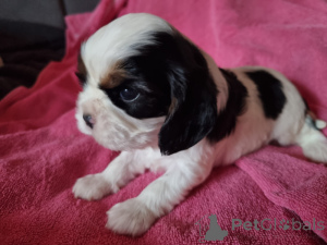 Photo №2 to announcement № 161523 for the sale of cavalier king charles spaniel - buy in Spain private announcement