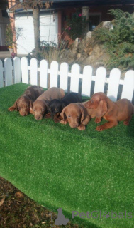 Photo №1. dachshund - for sale in the city of Chemnitz | 774$ | Announcement № 160468