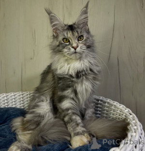 Photo №3. Maine Coon kittens. United States