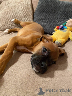 Photo №2 to announcement № 159420 for the sale of boxer - buy in Belgium private announcement