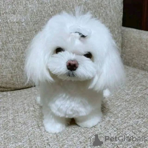 Photo №1. maltese dog - for sale in the city of Aston | 300$ | Announcement № 125483