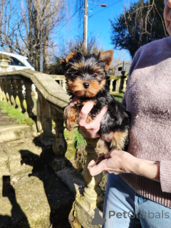 Photo №1. yorkshire terrier - for sale in the city of Antwerp | Is free | Announcement № 165453