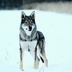 Photo №4. I will sell czechoslovakian wolfdog in the city of Tula. breeder - price - Negotiated