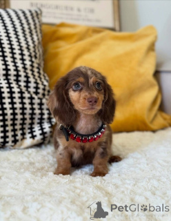 Photo №1. dachshund - for sale in the city of Washington | 650$ | Announcement № 177413