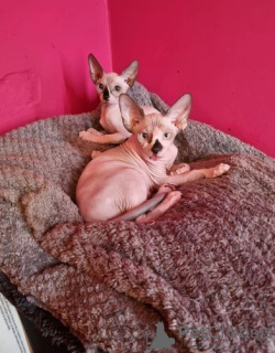Photo №1. sphynx cat - for sale in the city of Dubai | 500$ | Announcement № 19797