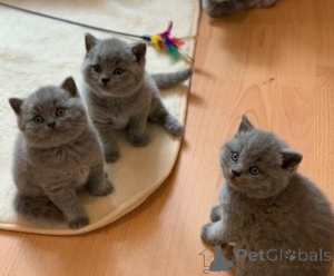 Photo №1. british shorthair - for sale in the city of Baienfurt | 361$ | Announcement № 172300